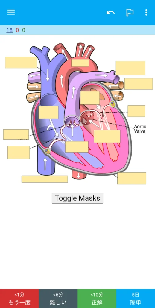 Ankiの画像穴埋めクイズの正解表示画面