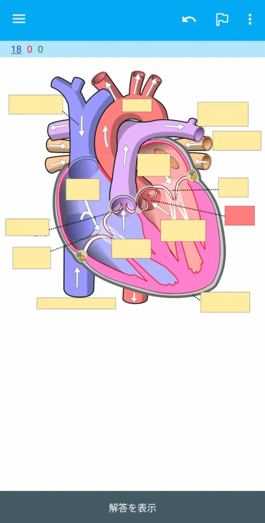 AnkiのImage Occlusionによる画像穴埋めクイズの出題画面